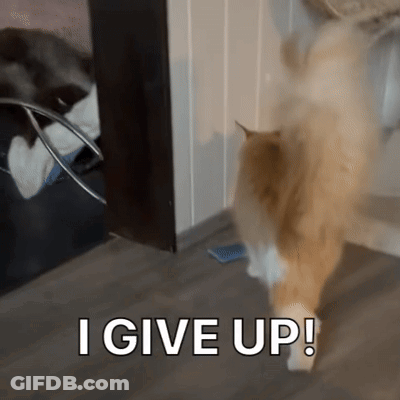 A Cat Standing In Front Of A Door With The Words " I Give Up " On The Bottom GIF