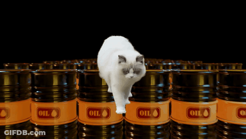 A Cat Standing In Front Of A Row Of Barrels That Say Oil GIF