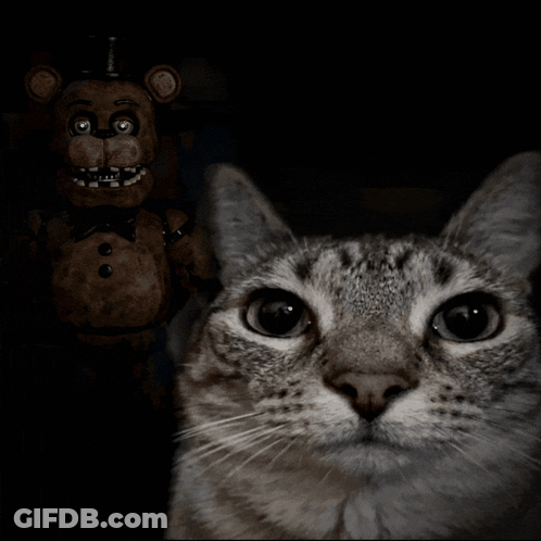 A Cat Standing In Front Of A Teddy Bear In A Dark Room GIF