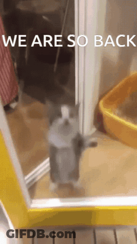 A Cat Standing In Front Of A Yellow Door With The Words We Are So Back GIF