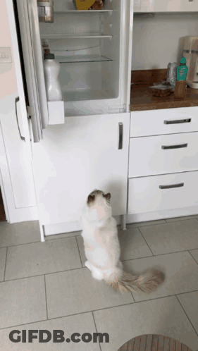 A Cat Standing In Front Of An Open Refrigerator Looking For Food GIF