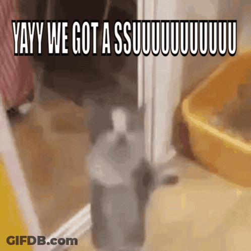 A Cat Standing Next To A Bottle That Says Yayy We Got A Ssuuuuuuuuuu GIF