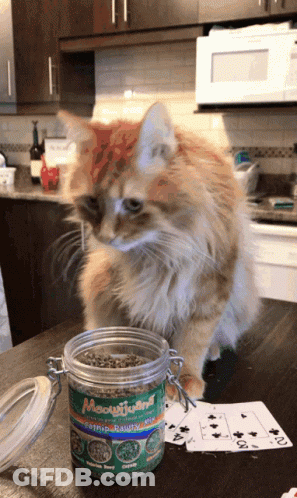 A Cat Standing Next To A Jar Of Meowyoung Catnip GIF