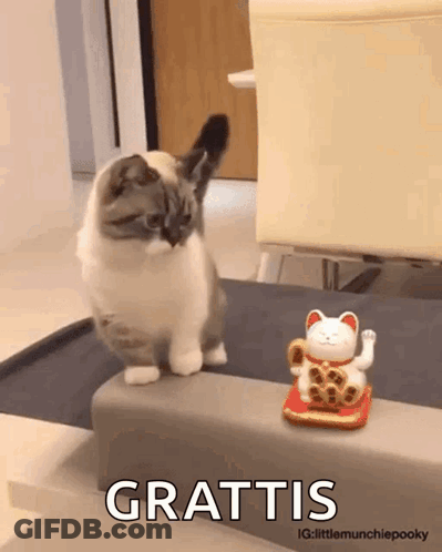 A Cat Standing Next To A Lucky Cat Figurine That Says Grattis On It GIF