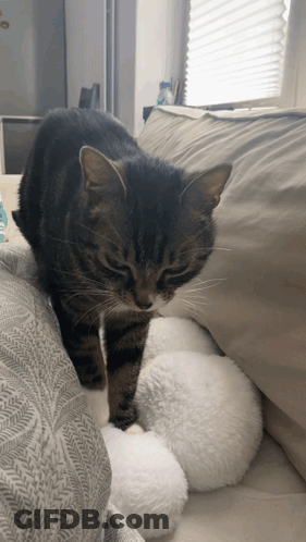 A Cat Standing Next To A Stuffed Animal On A Couch GIF