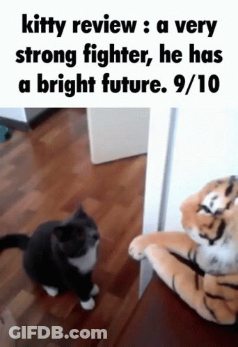 A Cat Standing Next To A Stuffed Tiger That Says Kitty Review A Very Strong Fighter He Has A Bright Future GIF