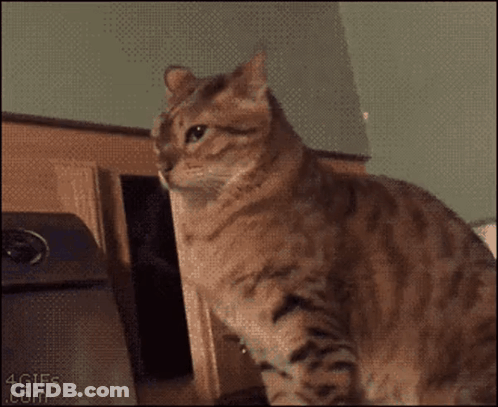 A Cat Standing Next To Another Cat That Says Какой On It GIF