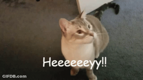 A Cat Standing On A Carpet With The Words Heeeeeyy Written In White GIF