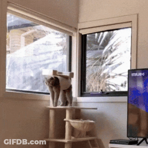 A Cat Standing On A Cat Tree In Front Of A Window With A Tv That Says Stvrj2d GIF