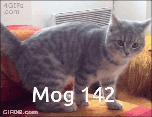 A Cat Standing On A Couch With The Words Mog 142 Written Below It GIF