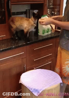 A Cat Standing On A Counter Next To A Bottle That Says ' Gif-King.com ' GIF