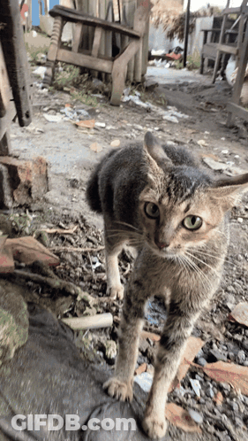 A Cat Standing On A Dirt Road With A Chair In The Background GIF
