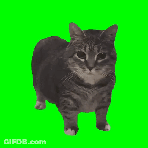 A Cat Standing On A Green Screen Looking At The Camera GIF