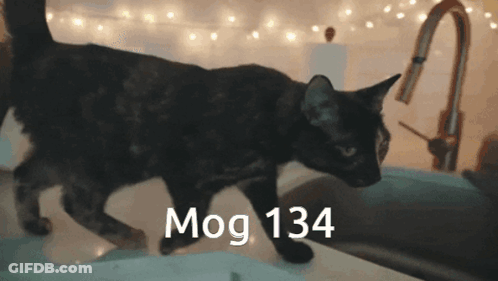 A Cat Standing On A Sink With The Words Mog 134 Written On It GIF