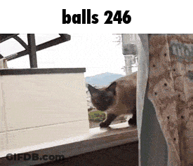 A Cat Standing On A Window Sill With The Words Balls 246 Above It . GIF