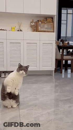 A Cat Standing On Its Hind Legs In A Living Room GIF