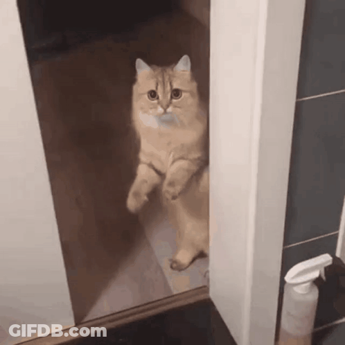 A Cat Standing On Its Hind Legs In Front Of A Door GIF