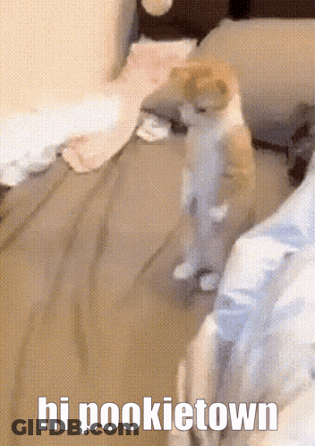 A Cat Standing On Its Hind Legs On A Bed With The Words Hi Pookietown Above It GIF