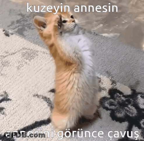 A Cat Standing On Its Hind Legs With A Caption In A Foreign Language GIF