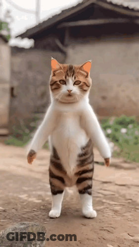 A Cat Standing On Its Hind Legs With Its Arms Outstretched . GIF