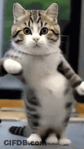 A Cat Standing On Its Hind Legs With Its Paws Up GIF