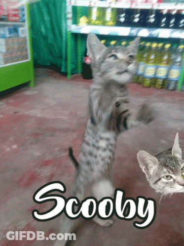 A Cat Standing On Its Hind Legs With The Word Scooby Written On It GIF