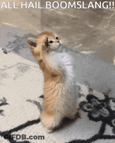 A Cat Standing On Its Hind Legs With The Words All Hail Boomslang Written Above It GIF
