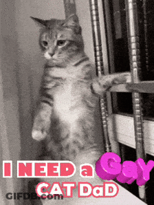 A Cat Standing On Its Hind Legs With The Words " I Need A Gay Cat Dad " GIF