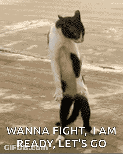 A Cat Standing On Its Hind Legs With The Words Wanna Fight I Am Ready Let 'S Go GIF