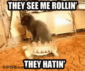 A Cat Standing On Top Of A Turtle That Says They See Me Rollin ' GIF