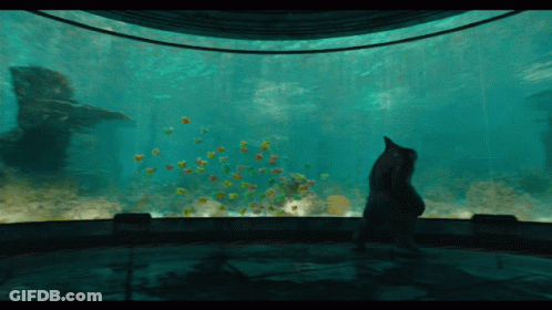 A Cat Stands In Front Of A Large Aquarium GIF