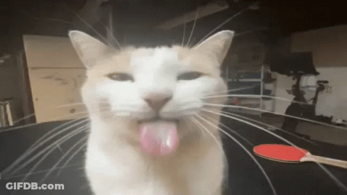 A Cat Sticking Its Tongue Out In Front Of A Table Tennis Paddle GIF