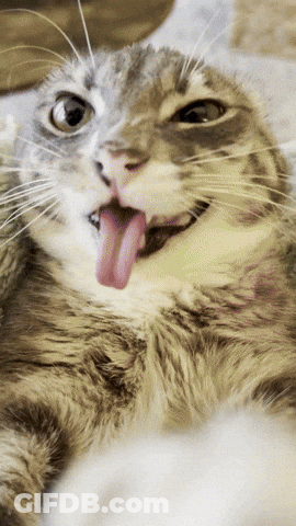 A Cat Sticking Its Tongue Out While Laying Down GIF