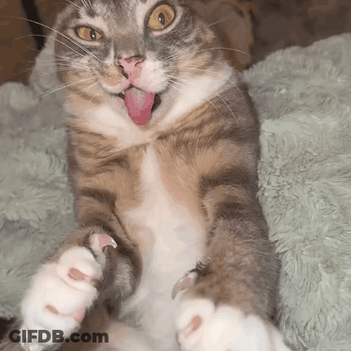 A Cat Sticking Its Tongue Out While Laying On A Blanket GIF