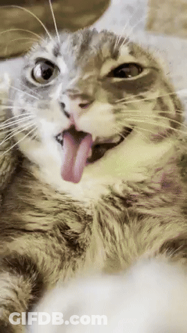 A Cat Sticking Its Tongue Out While Laying On Its Back GIF