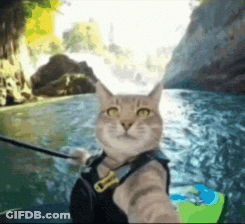 A Cat Taking A Selfie In The Water Wearing A Life Jacket GIF