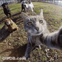 A Cat Taking A Selfie With Three Dogs Behind It GIF