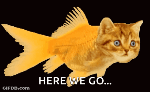 A Cat That Looks Like A Fish With The Words Here We Go GIF