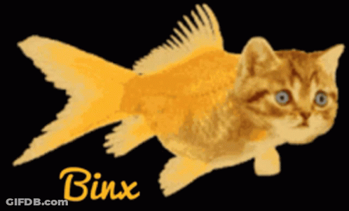 A Cat That Looks Like A Goldfish With Binx Written Below It GIF