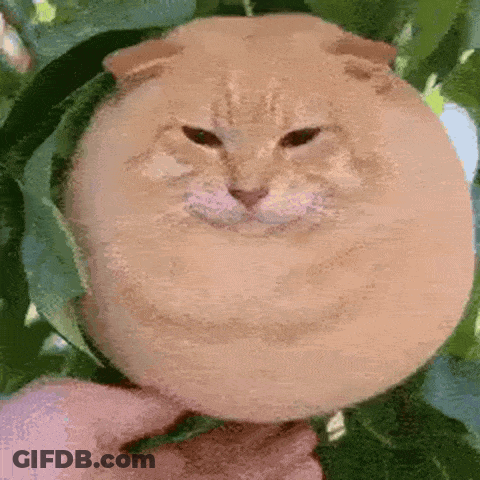 A Cat That Looks Like A Melon Is Being Held By Someone GIF