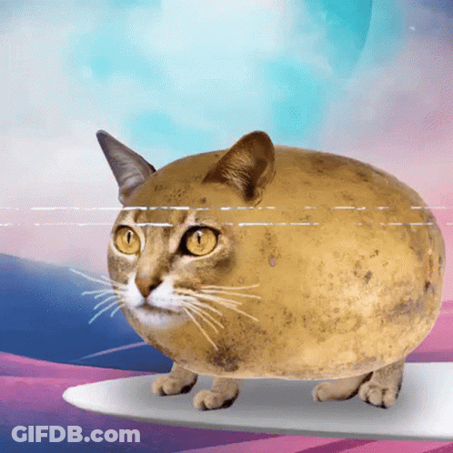 A Cat That Looks Like A Potato Is Standing On A White Surface GIF