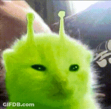 A Cat That Looks Like Shrek Is Being Held By Someone GIF