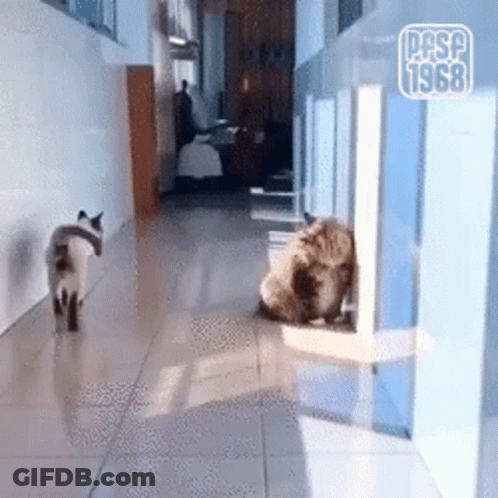 A Cat Walking Down A Hallway Next To A Dog With The Year 1968 On The Bottom GIF