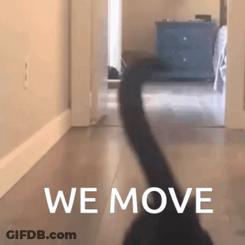 A Cat Walking Down A Hallway With The Words " We Move " Written On The Floor GIF