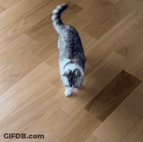 A Cat Walking On A Wooden Floor Looking Up At The Camera GIF