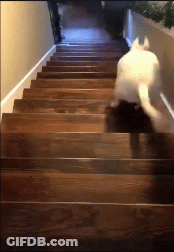 A Cat Walking Up A Set Of Wooden Stairs GIF