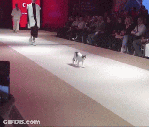 A Cat Walks Down A Runway At A Fashion Show With A Crowd Watching GIF