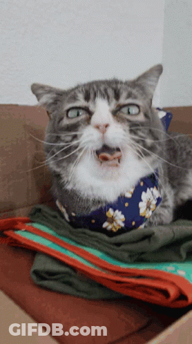 A Cat Wearing A Bandana With Flowers On It Is Laying On A Pile Of Clothes GIF