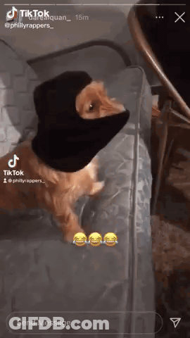 A Cat Wearing A Black Balaclava Is Sitting On A Couch . GIF