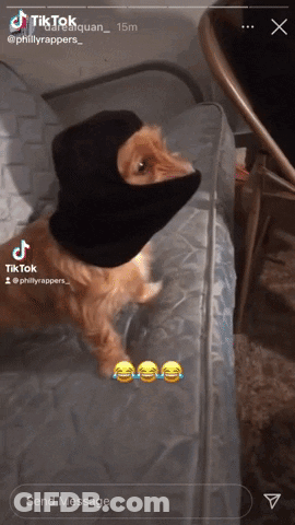 A Cat Wearing A Black Balaclava On A Bed GIF
